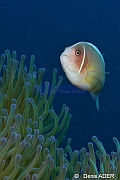 Amphiprion perideraion-Tomia Mari Mabuk-19m-20180525-Denis-ADER-DSC_0478_tn